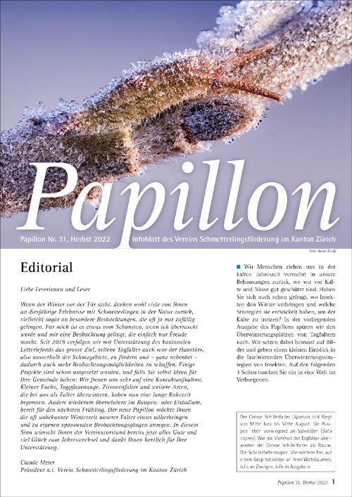 Papillon 31